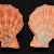Manupecten pesfelis