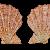 Manupecten pesfelis