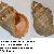 Stramonita haemastoma
