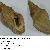 Stramonita haemastoma