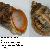 Stramonita haemastoma
