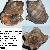 Stramonita haemastoma