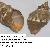 Stramonita haemastoma