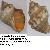 Stramonita haemastoma