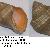 Stramonita haemastoma