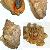Stramonita haemastoma