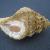Cymathium corrugatum corrugatum