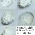 Acanthocardia aculeata