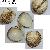 Acanthocardia tuberculata