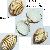 Acanthocardia tuberculata