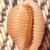 Trivia mediterranea
