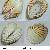Cardium indicum