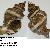 Hexaplex trunculus