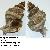 Hexaplex trunculus
