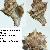 Hexaplex trunculus