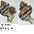 Hexaplex trunculus