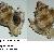 Hexaplex trunculus
