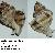 Hexaplex trunculus