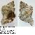 Hexaplex trunculus
