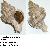 Hexaplex trunculus