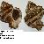 Hexaplex trunculus