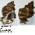Hexaplex trunculus