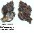 Hexaplex trunculus
