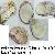 Spondylus gaederopus