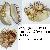 Spondylus gaederopus