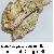 Spondylus gaederopus