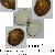 Glycymeris insubrica