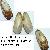 Lithophaga lithophaga