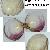 Fulvia fragilis