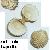 Acanthocardia deshayesii