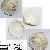Acanthocardia echinata mucronata
