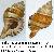Cymathium parthenopeum parthenopeum