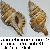 Cymathium parthenopeum parthenopeum