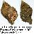 Cymathium parthenopeum parthenopeum