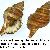 Cymathium parthenopeum parthenopeum