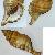 Cymathium parthenopeum parthenopeum