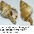 Cymathium parthenopeum parthenopeum