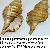 Cymathium parthenopeum parthenopeum