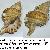 Cymathium parthenopeum parthenopeum