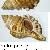 Cymathium parthenopeum parthenopeum