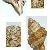 Cymathium parthenopeum parthenopeum