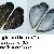 Mytilus galloprovincialis