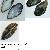 Mytilus galloprovincialis