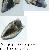 Mytilus galloprovincialis