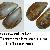 Mytilus galloprovincialis