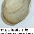 Thracia corbuloides